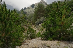 da Ghorio a Pesdavoli