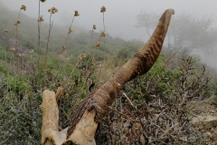 da Ghorio a Pesdavoli