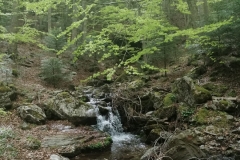 Ruscello