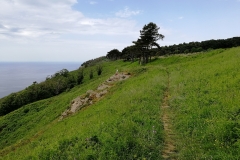 Tracciolino